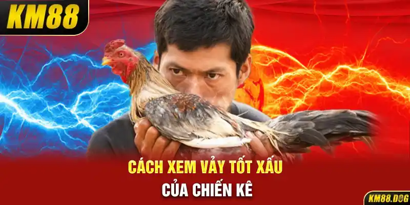 Cách xem vảy tốt xấu của chiến kê