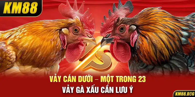 Vảy cán dưới - Một trong 23 vảy gà xấu cần lưu ý